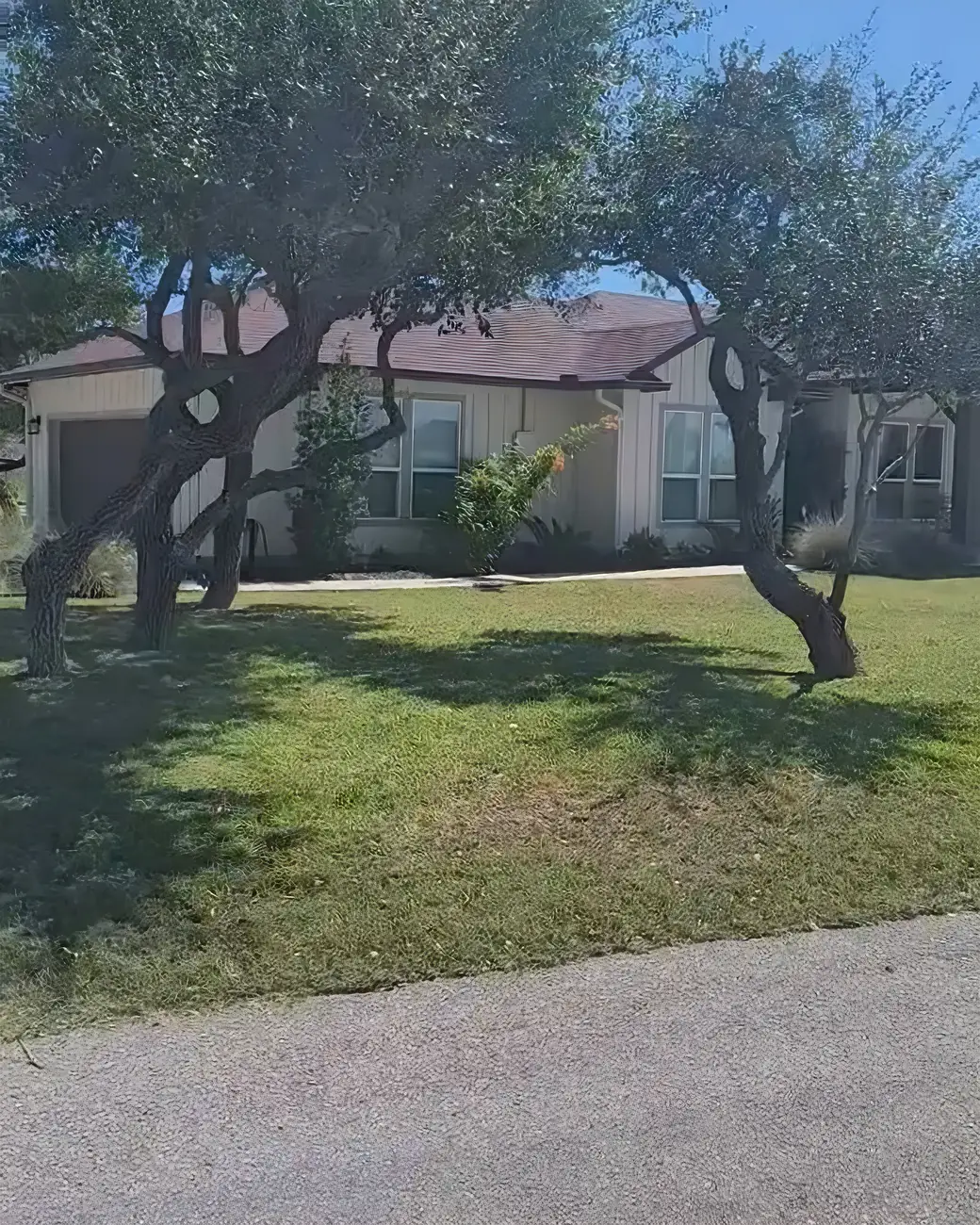 After: the same live oaks thinned and lifted off the lawn