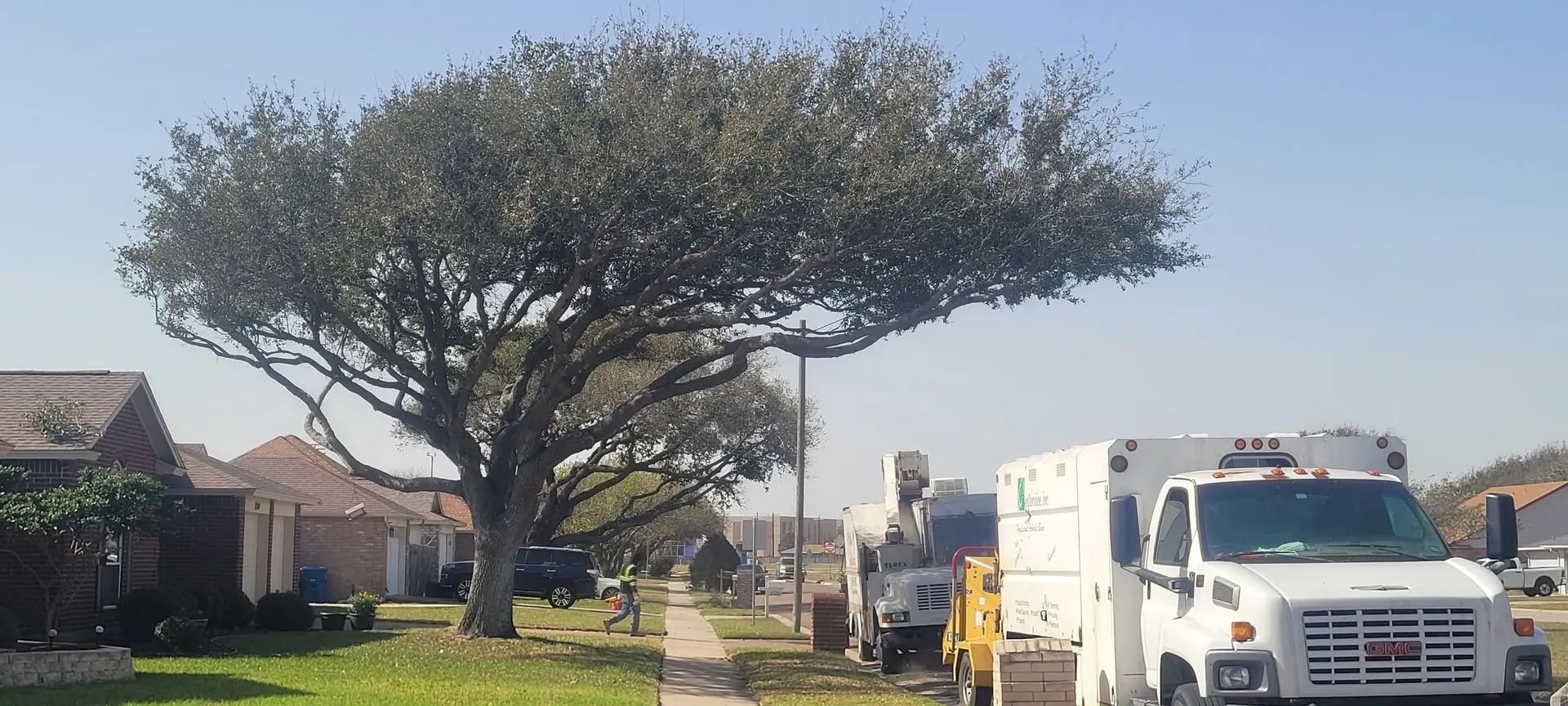 Live oak shaped up over a street, M&S truck below