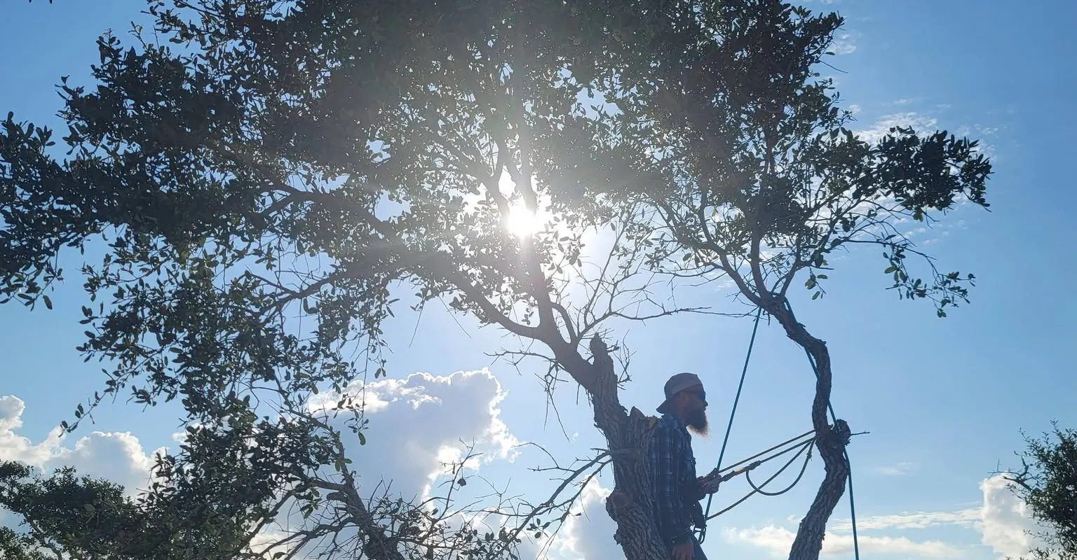 A climber roped into a big live oak
