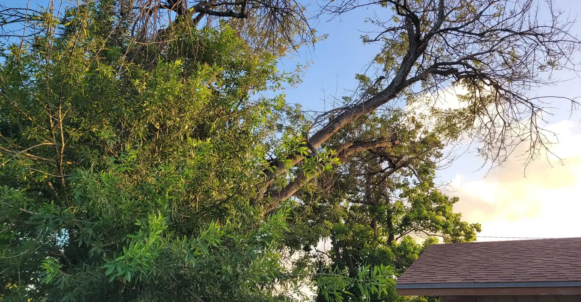 Dead limbs over a roofline