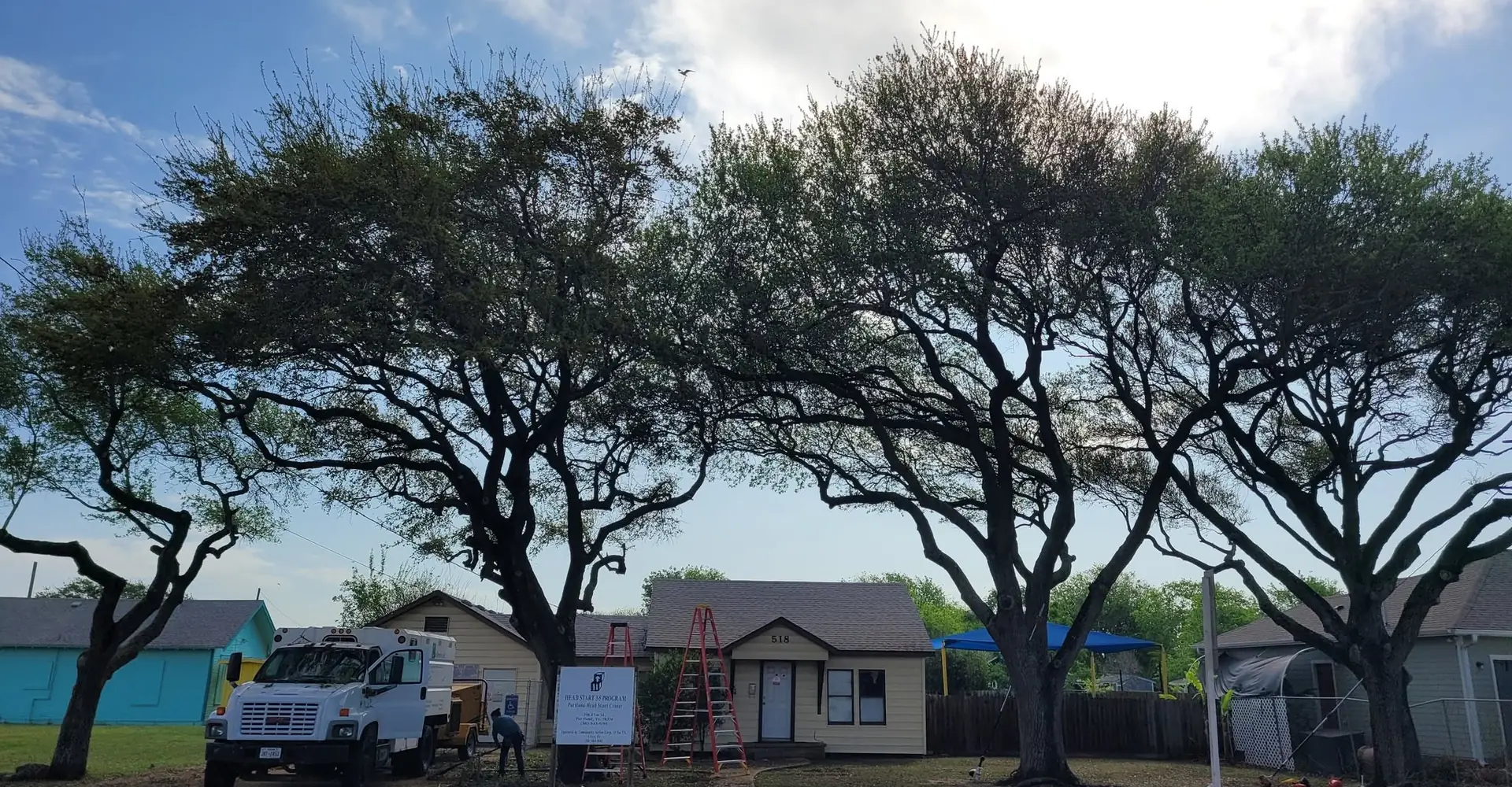 A row of live oaks after trimming