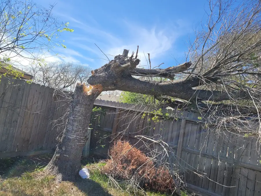 Tree down across a fence