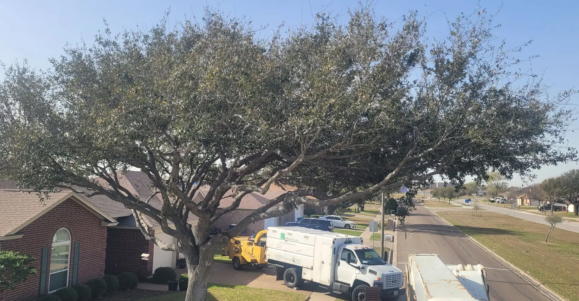 M&S Tree Service on a job
